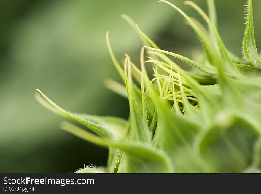 Green sunflower