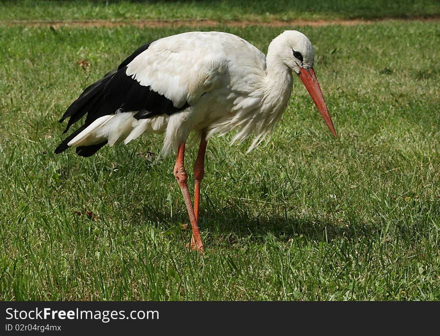 Stork on the lawn