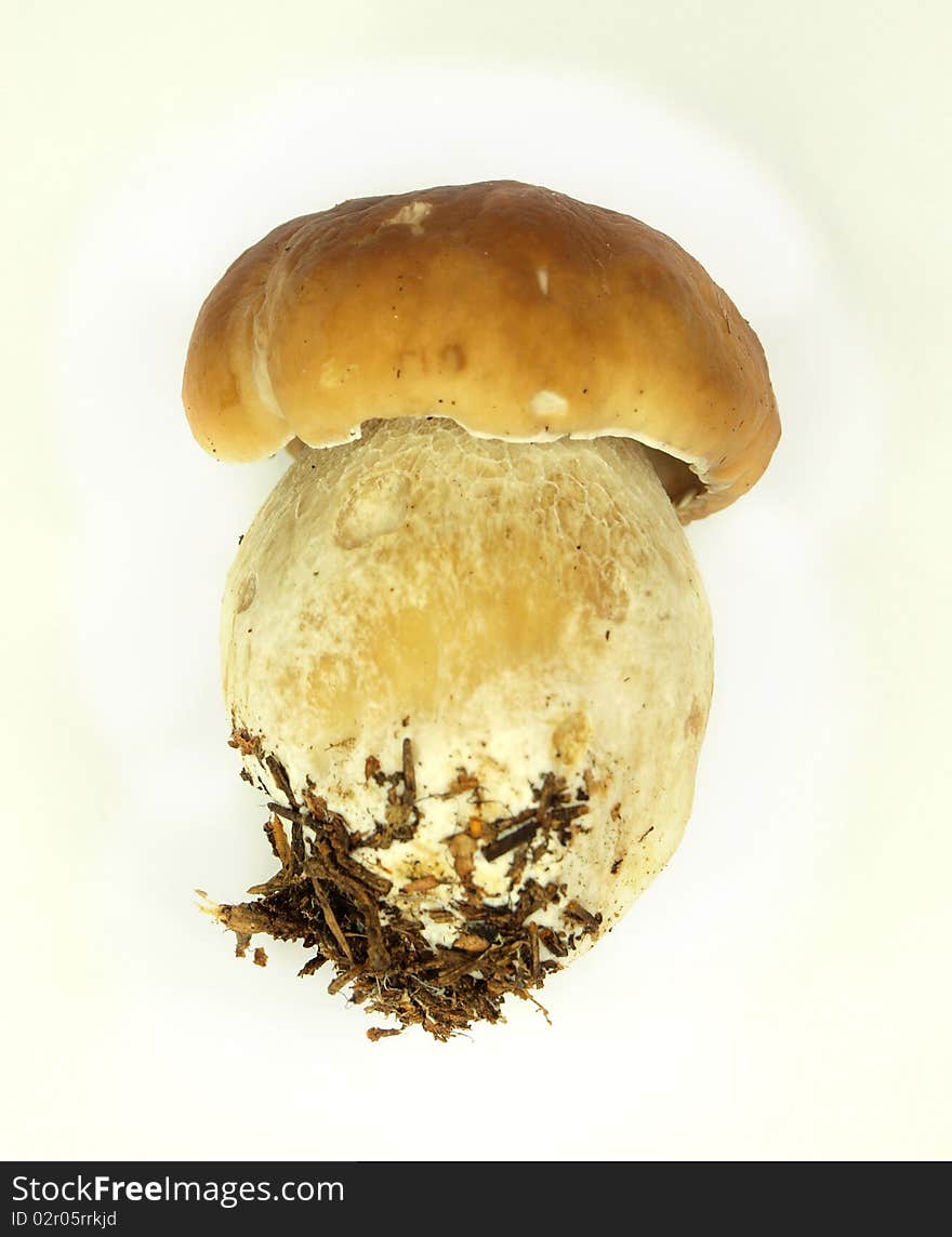 Cep