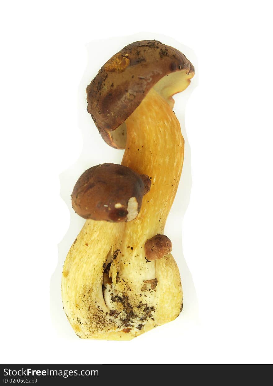 Ceps