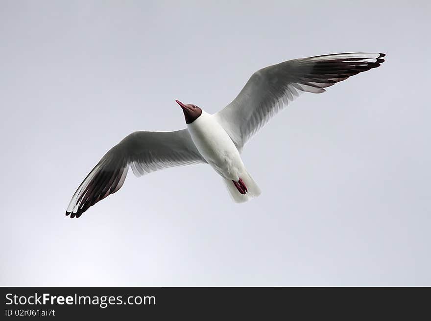 Seagulls