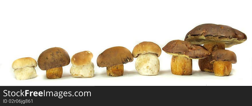 Ceps