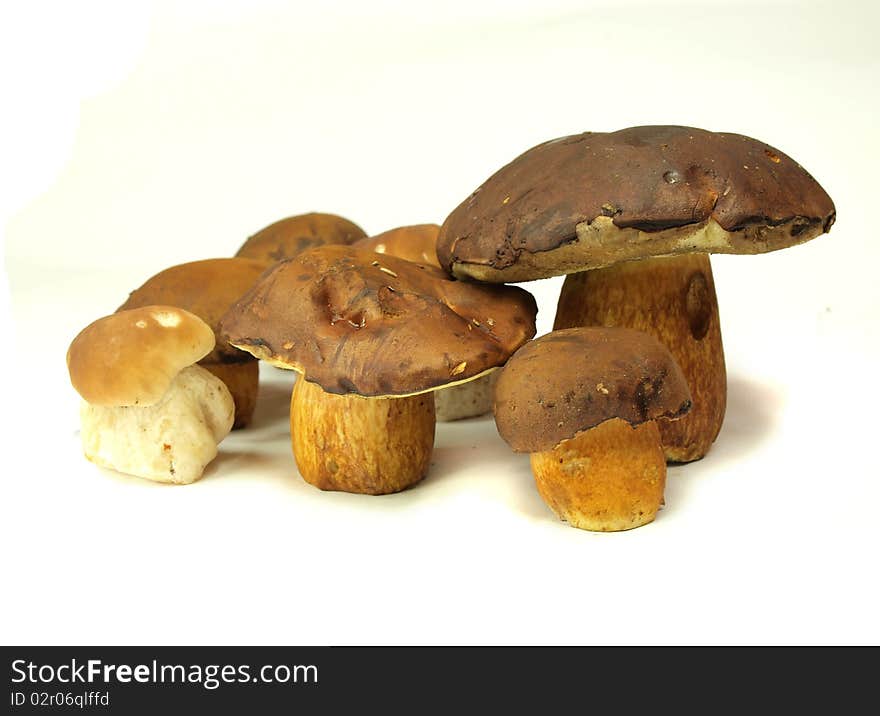 Ceps