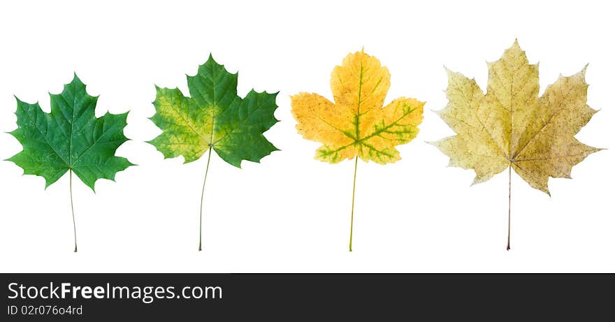 Four autumn leaflets are isolated on a white background. Four autumn leaflets are isolated on a white background