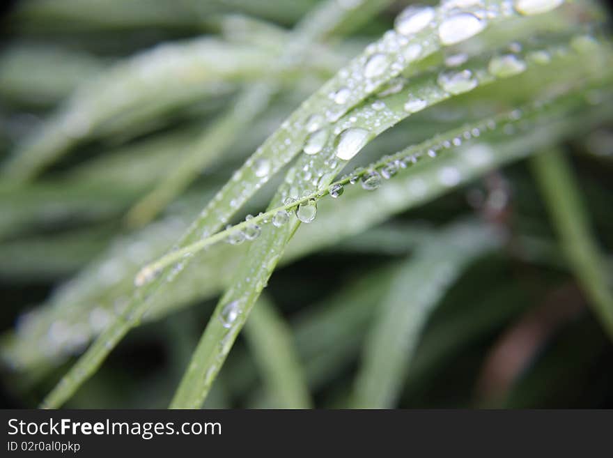 Macro photo of water droplets on grass. Macro photo of water droplets on grass