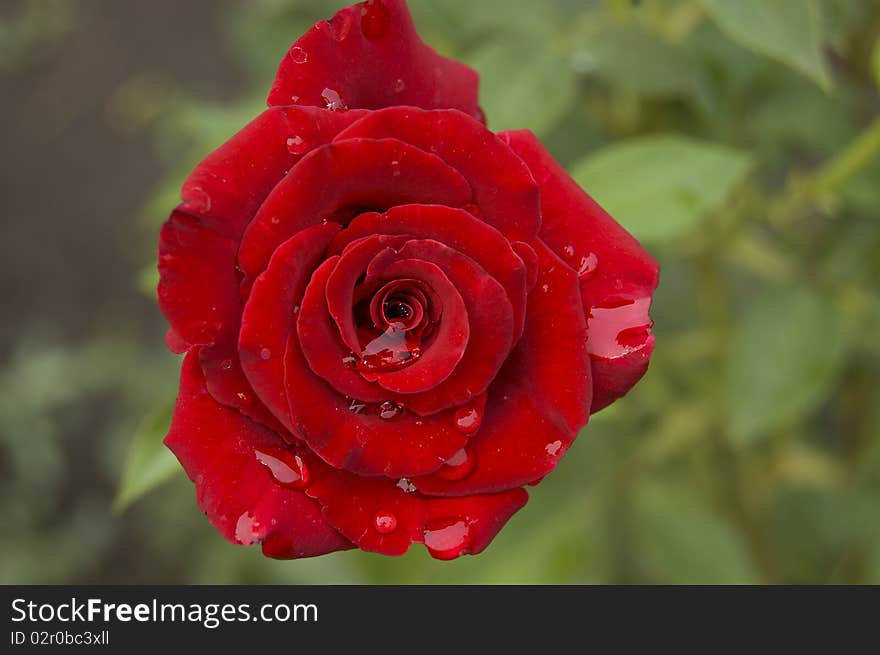 Scarlet garden rose on green background. Scarlet garden rose on green background