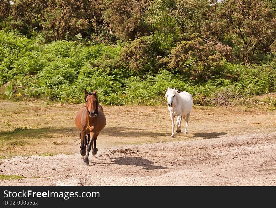 Ponies in the New Forest trotting towards the photographer. Ponies in the New Forest trotting towards the photographer