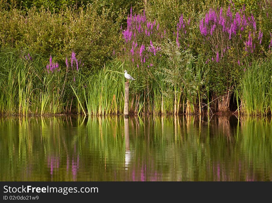 Reflections in the lake of the green and purple flowers and a white bird resting on a timber pole. Reflections in the lake of the green and purple flowers and a white bird resting on a timber pole.