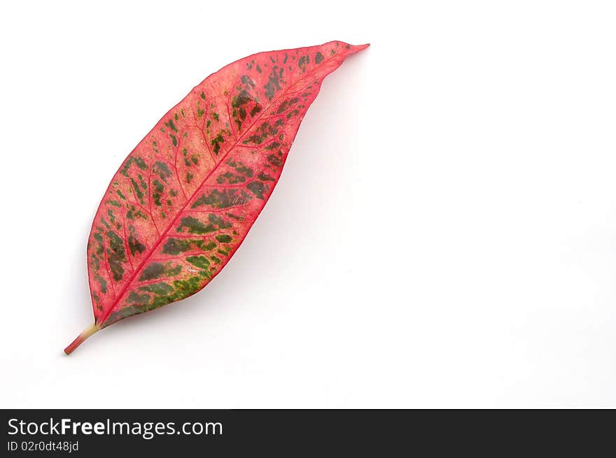 Colorful leaf on white background