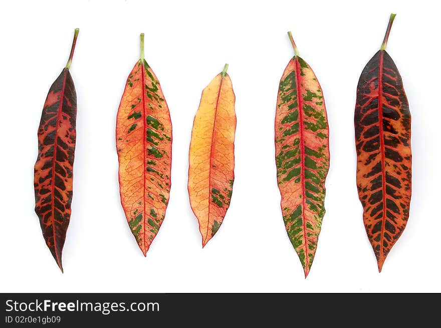 Colorful leaves on white background