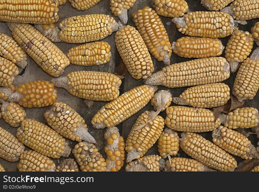 Some ears of corn harvested. Some ears of corn harvested.