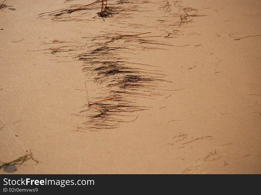 Kelp on the Beach