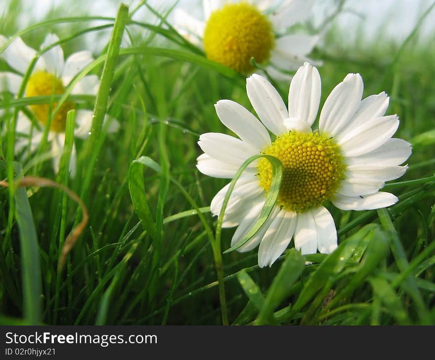 Camomiles on a green grass  close up