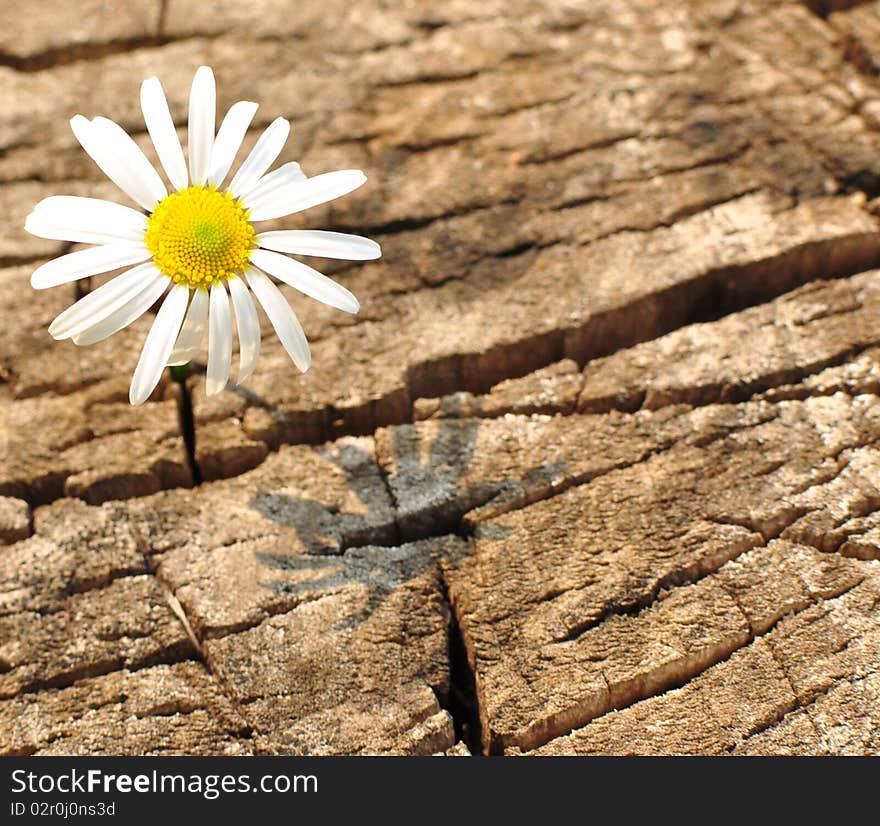 Daisy flower on the stump of an old tree. Daisy flower on the stump of an old tree