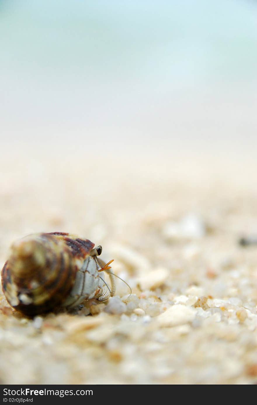 A hermit crabs walks across a sandy beach