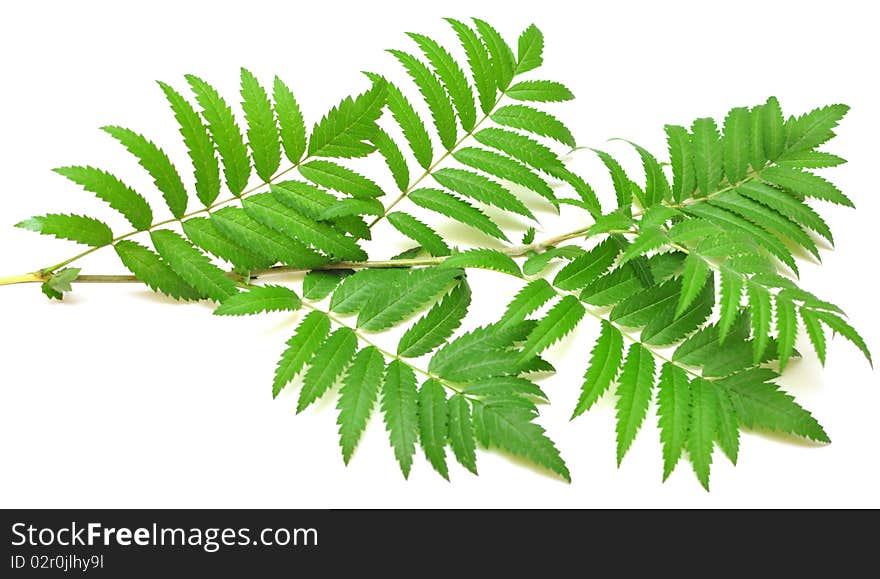 Green branches of mountain ash