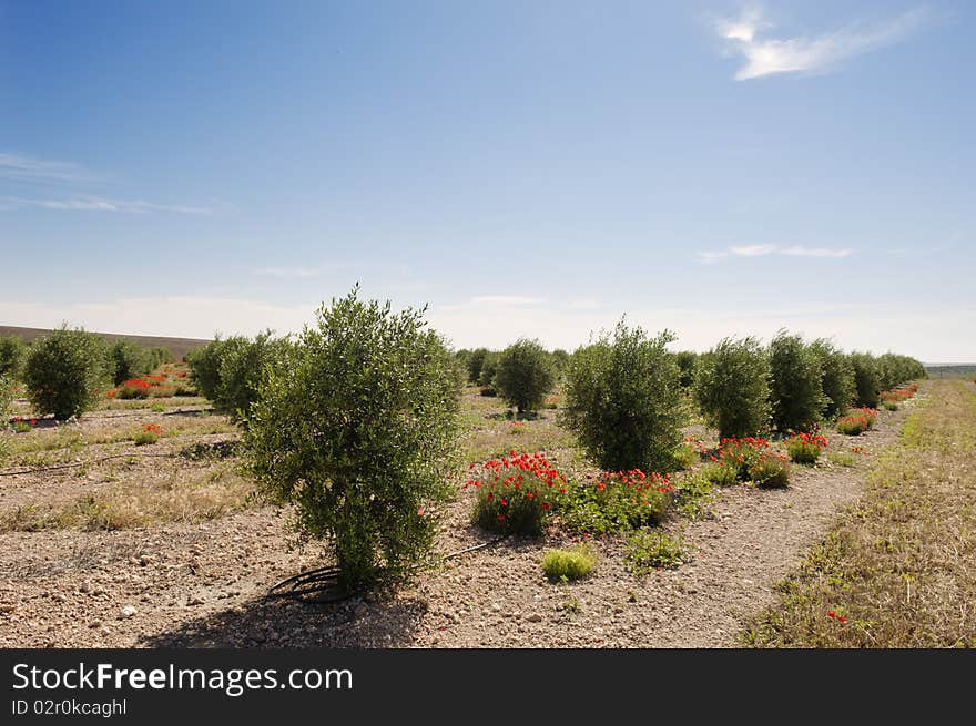 Olive grove with drip irrigation system, Alentejo, Portugal