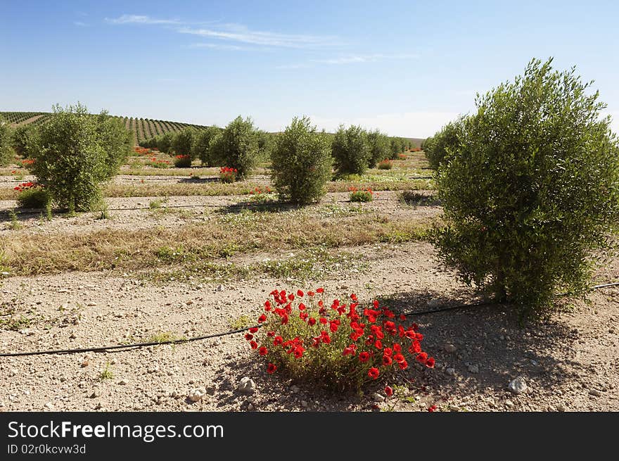 Olive grove with drip irrigation system, Alentejo, Portugal