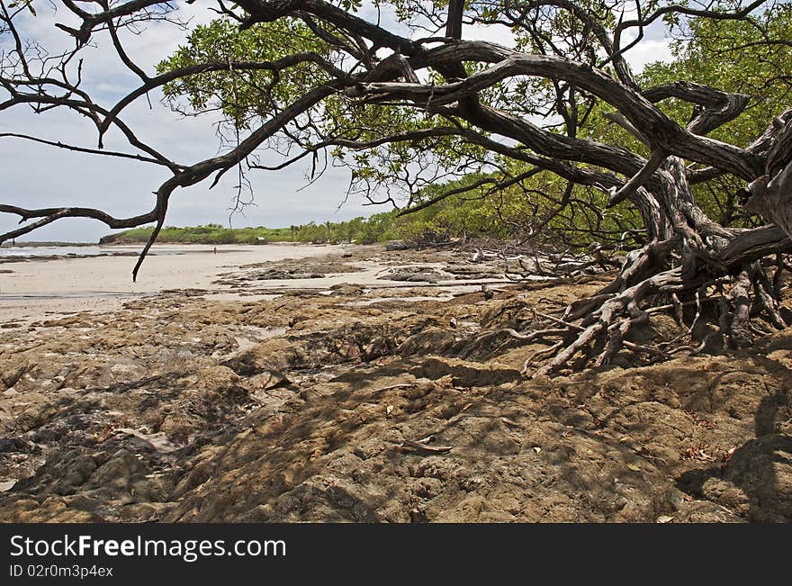 Pacific Ocean coast with craggy tree