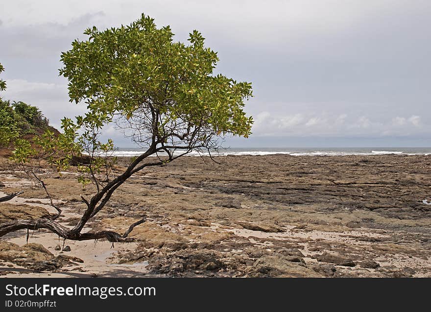 Pacific Ocean Shore With Rocks And Tree