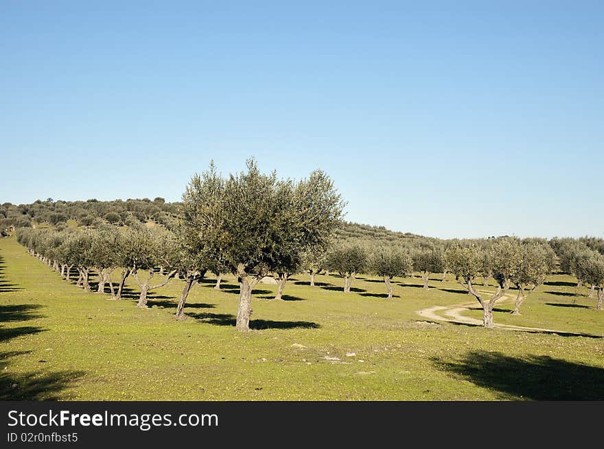 Olive grove in the fields of Alentejo, Portugal