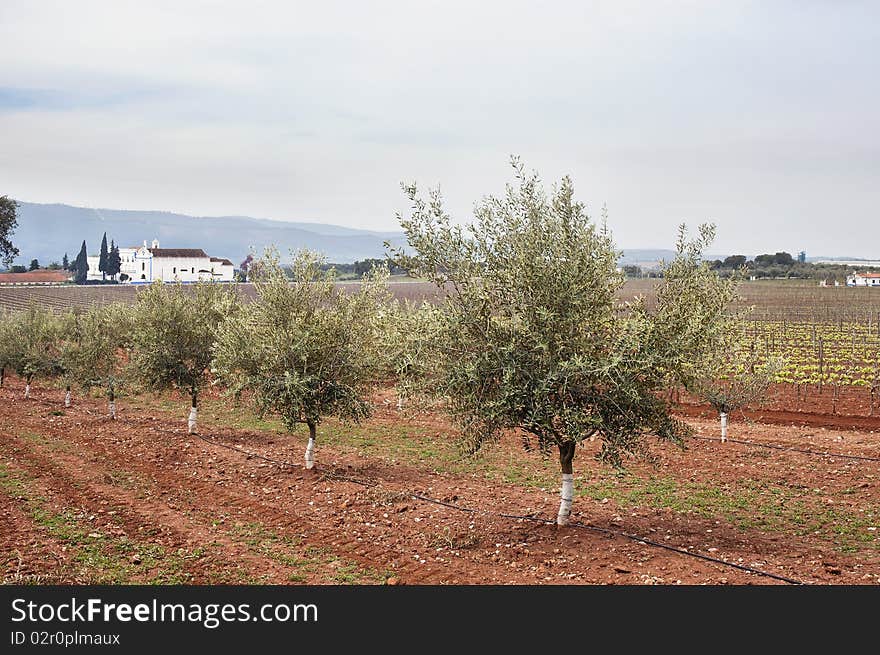 Olive grove with drip irrigation system, Alentejo, Portugal