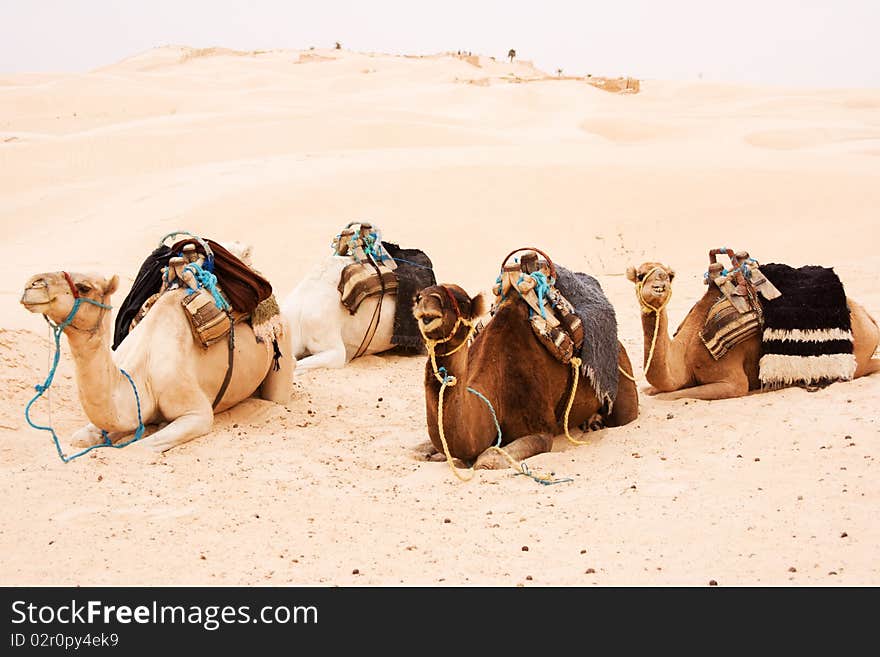 Camels