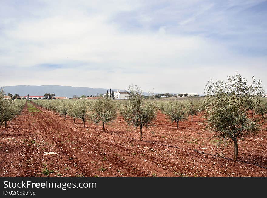 Olive grove with drip irrigation system, Alentejo, Portugal