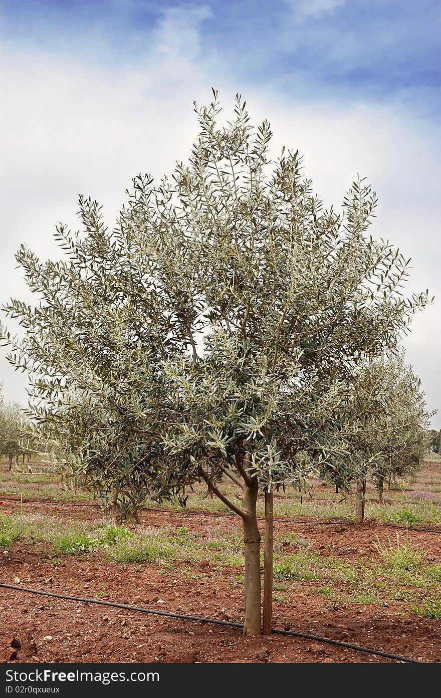 Olive grove with drip irrigation system, Alentejo, Portugal