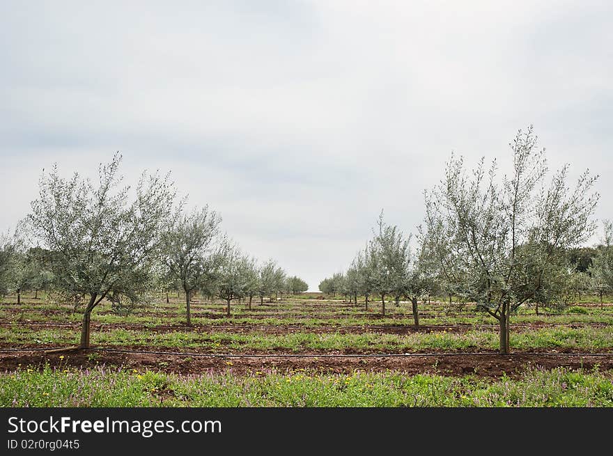 Olive grove with drip irrigation system, Alentejo, Portugal