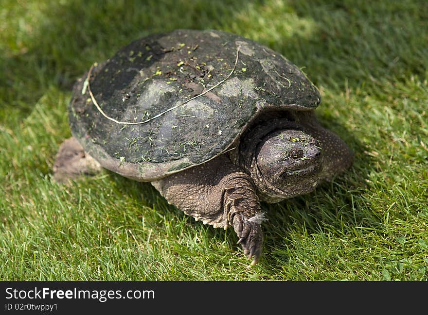 Turtle on a golf course