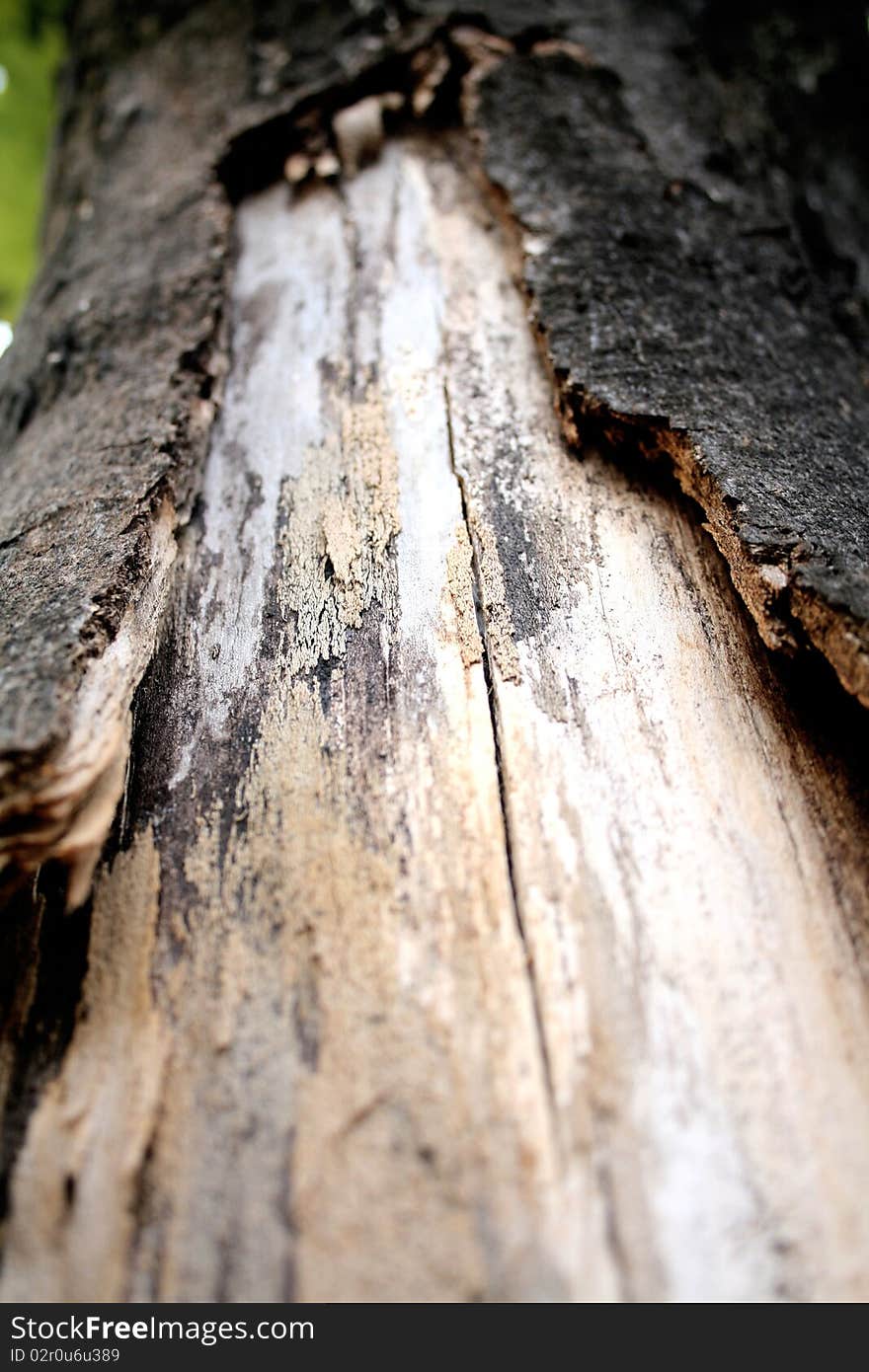 Bark of tree