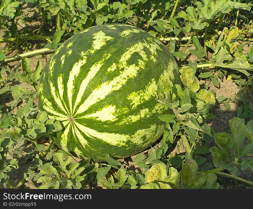 This is a mature watermelon. It is located on the plantation. This is a mature watermelon. It is located on the plantation.