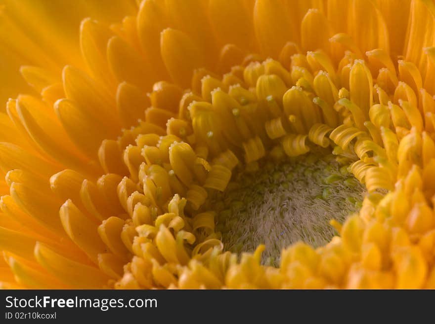 Yellow Flower