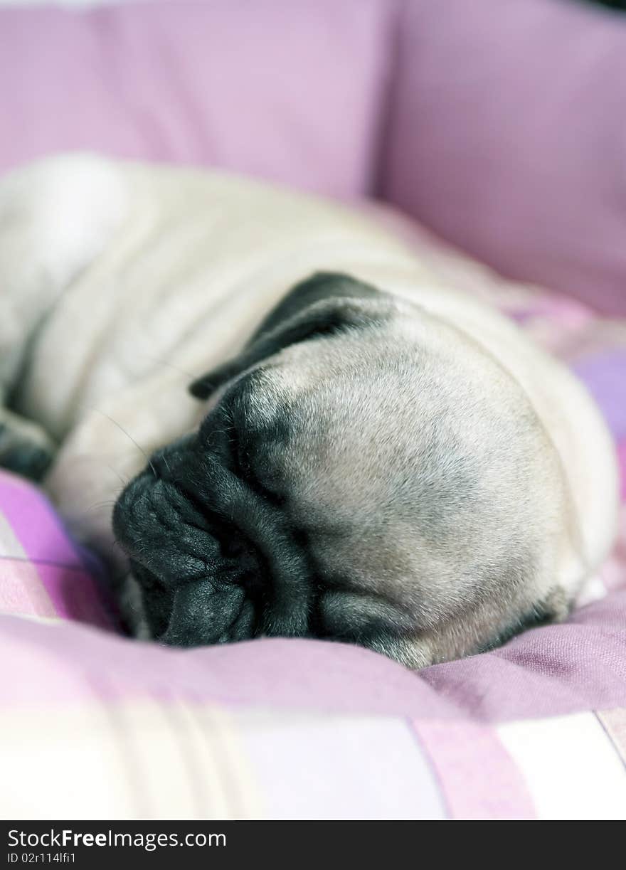 Close-up of a 3 month old sleeping pug puppy. Close-up of a 3 month old sleeping pug puppy