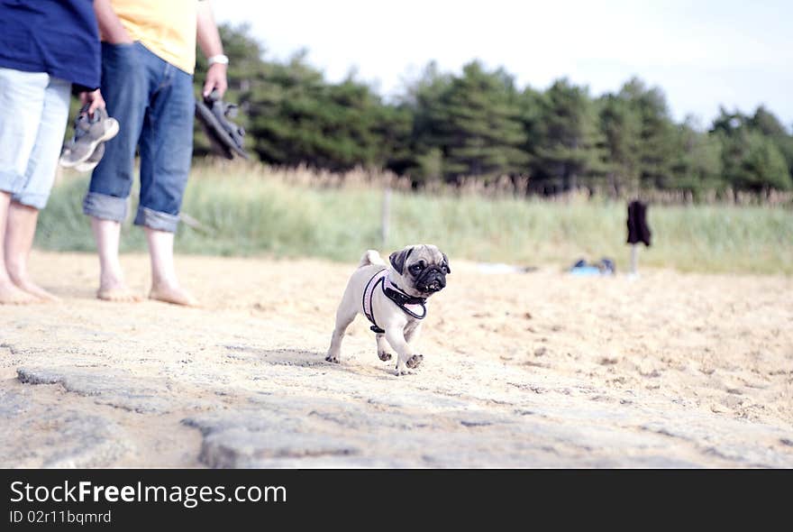 Young mops puppy walking quite proud his own way