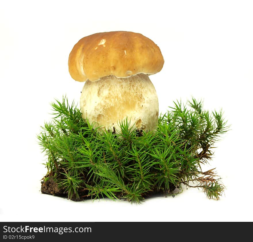 Cep in moss