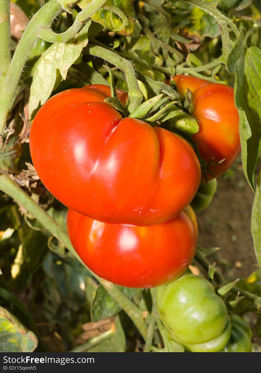 Cultivation of tomatoes - vegetable garden in italy