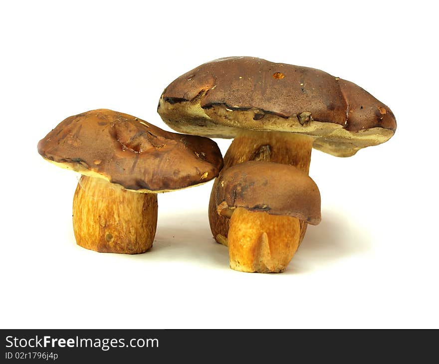 Ceps