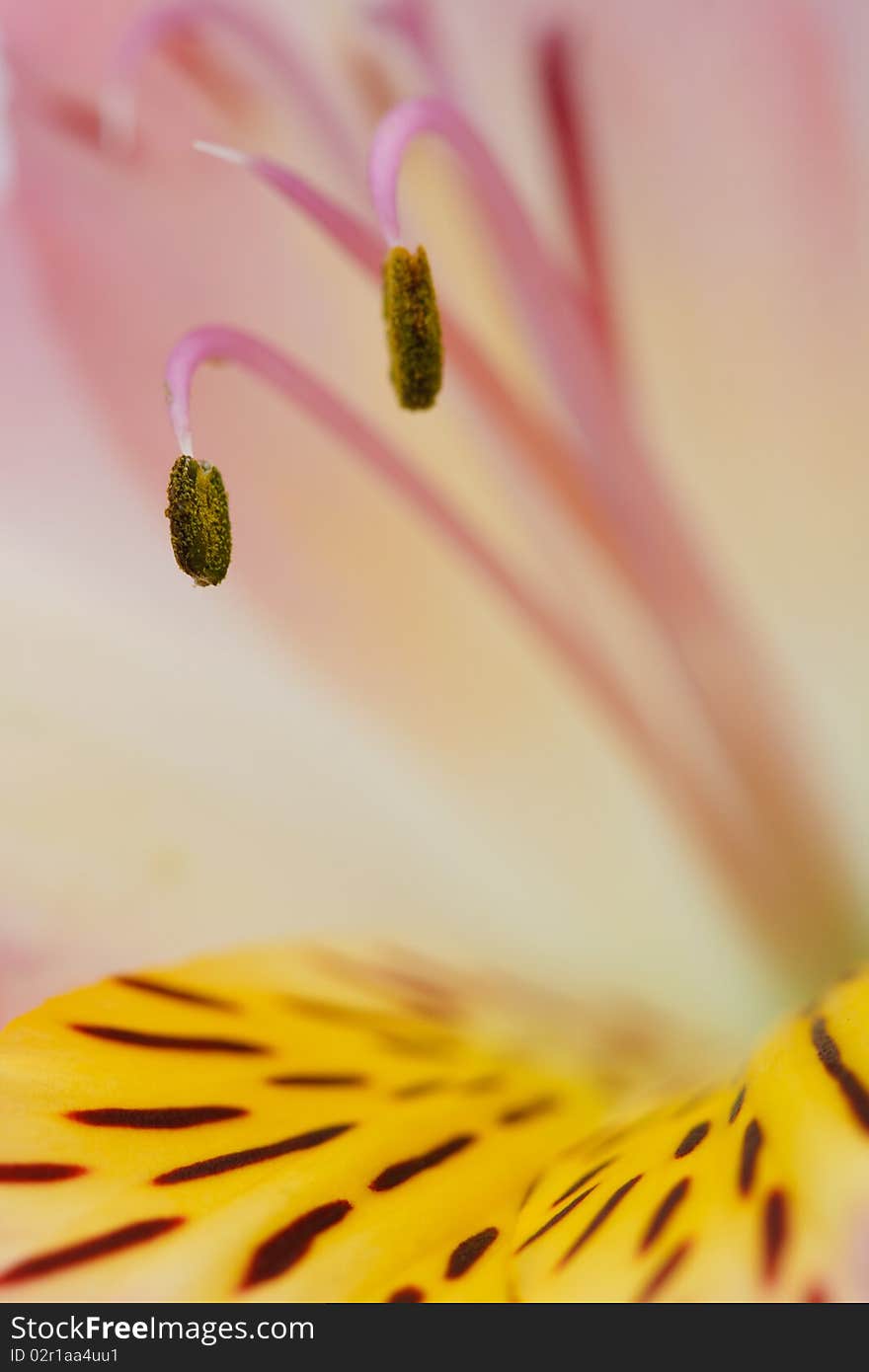 Macro Beautiful Flower