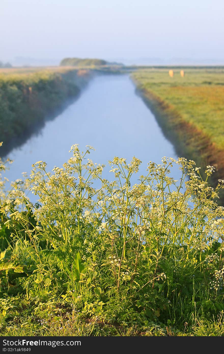 Sunrise with morning dew and weed near a ditch