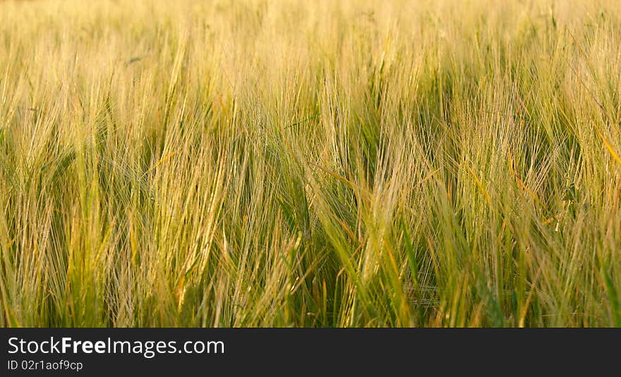 Wheat field