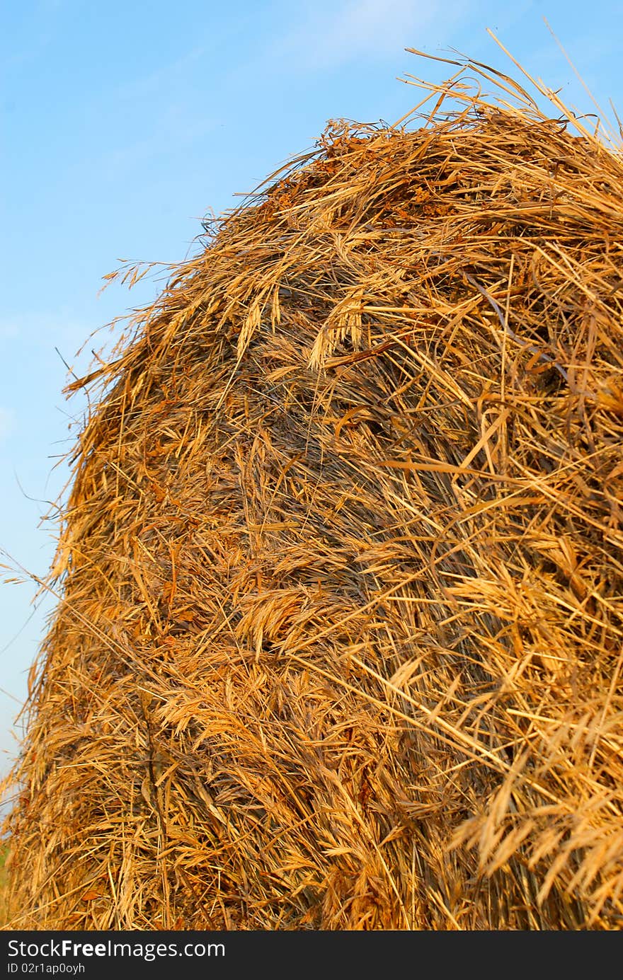 Freshly rolled hay bale against blue sky