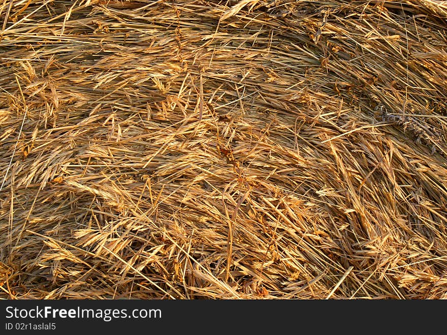 Texture of freshly rolled hay bale