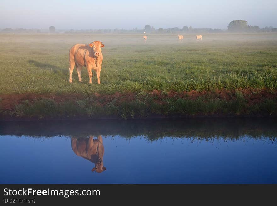 Sunrise With Morning Dew And Cows