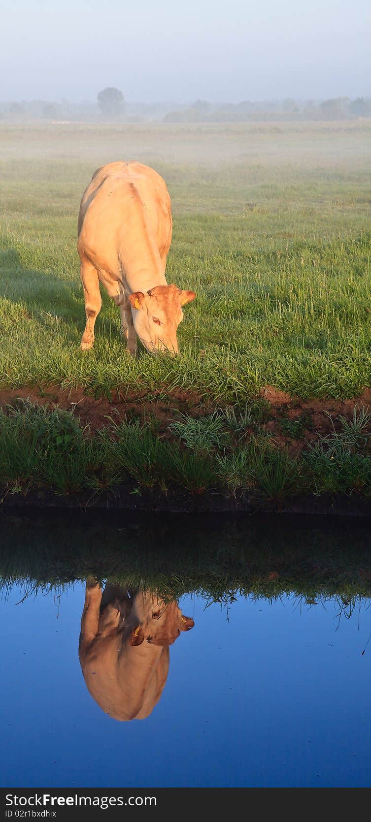 Sunrise with morning dew and cow with reflextion in water in farmland