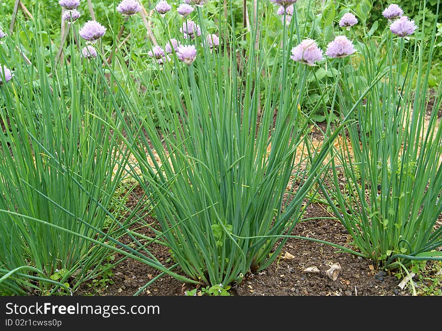 Green onions on a bed