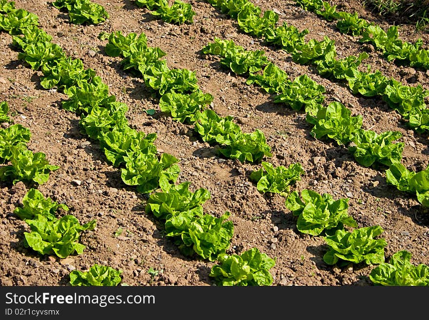 Green salad field