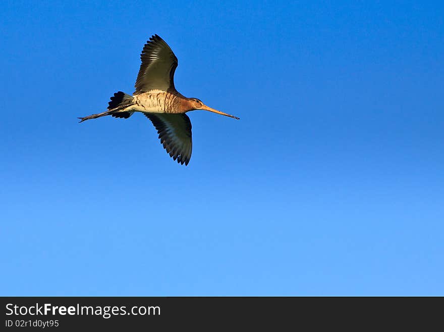 Godwit Bird Flying In The Sky In Close-up