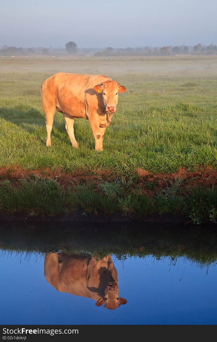 Sunrise with morning dew and cow with reflection in water in farmland